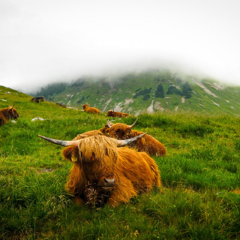 Highland Cows