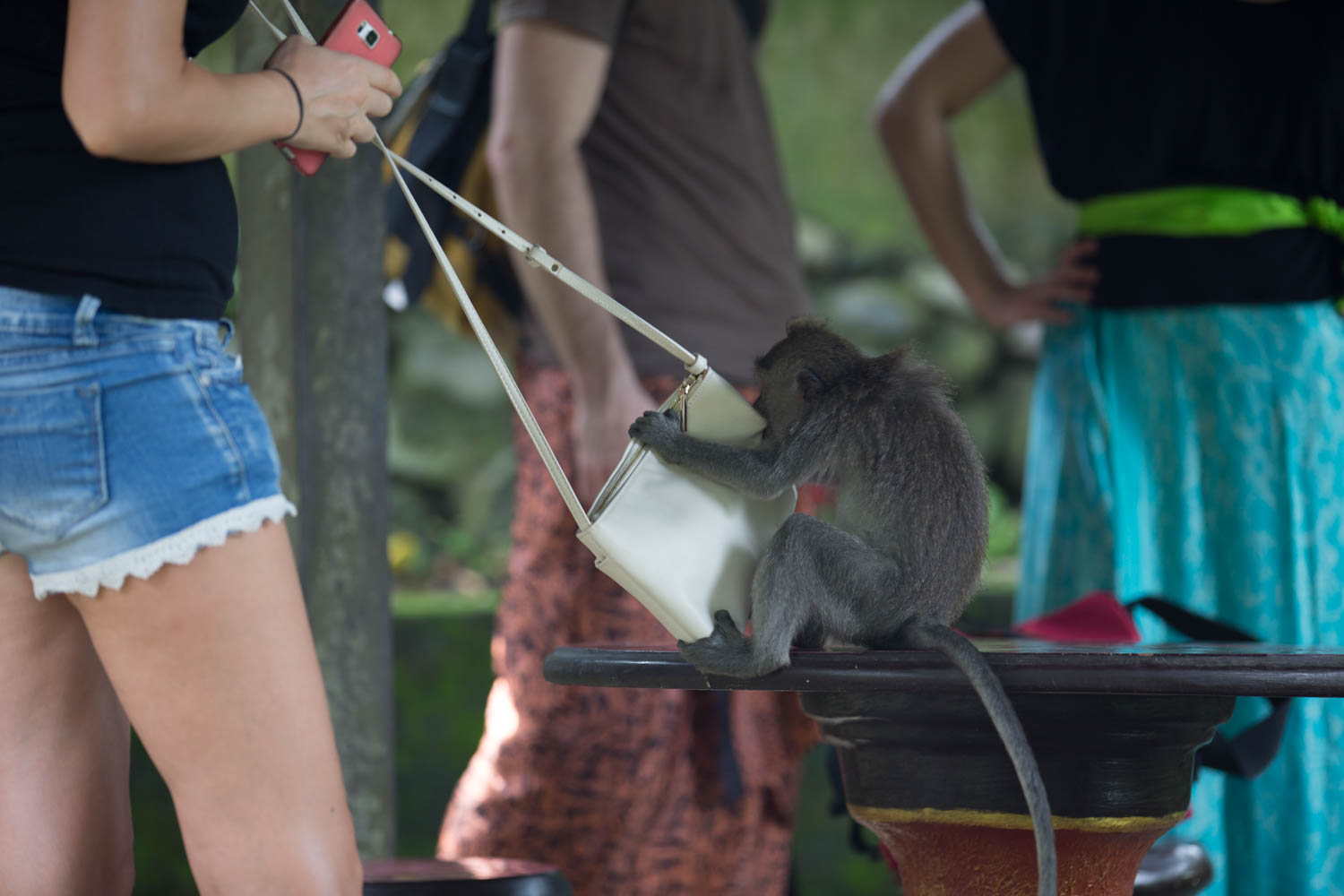 Monkey Sanctuary, Ubud