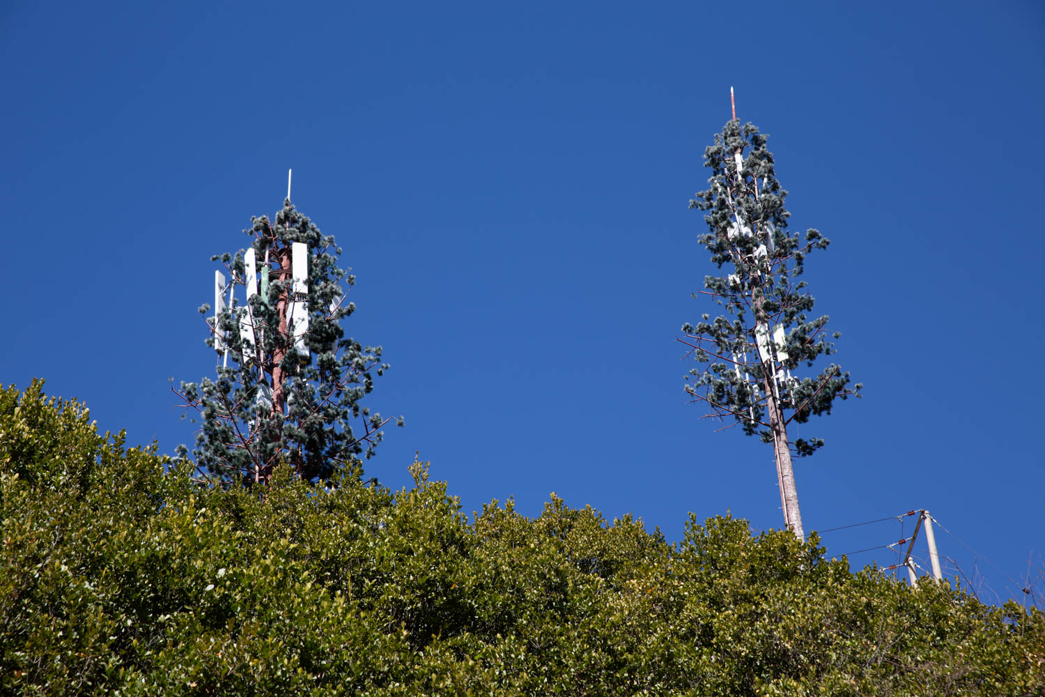 They made the cellular towers look like trees