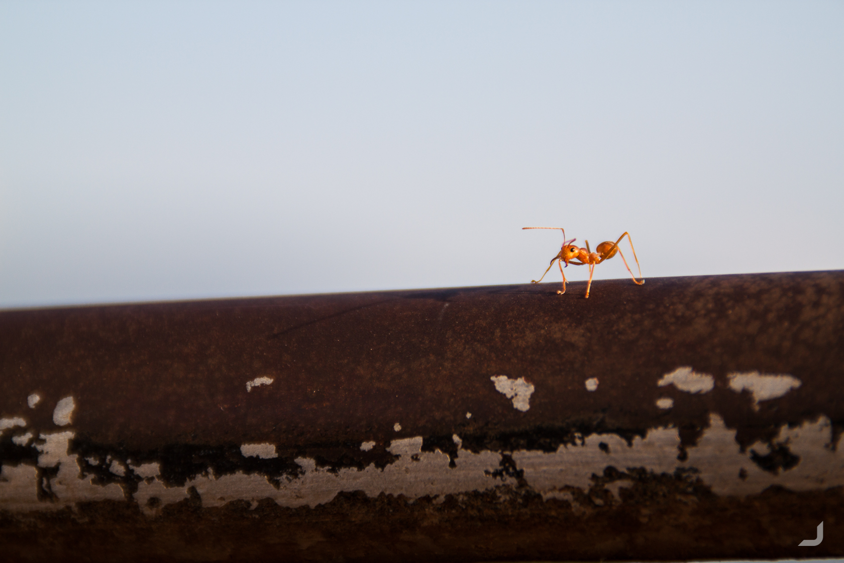 Ant on Phousi Hill