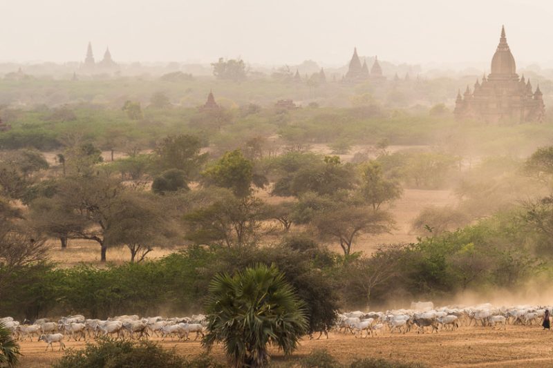 Bagan shepherds