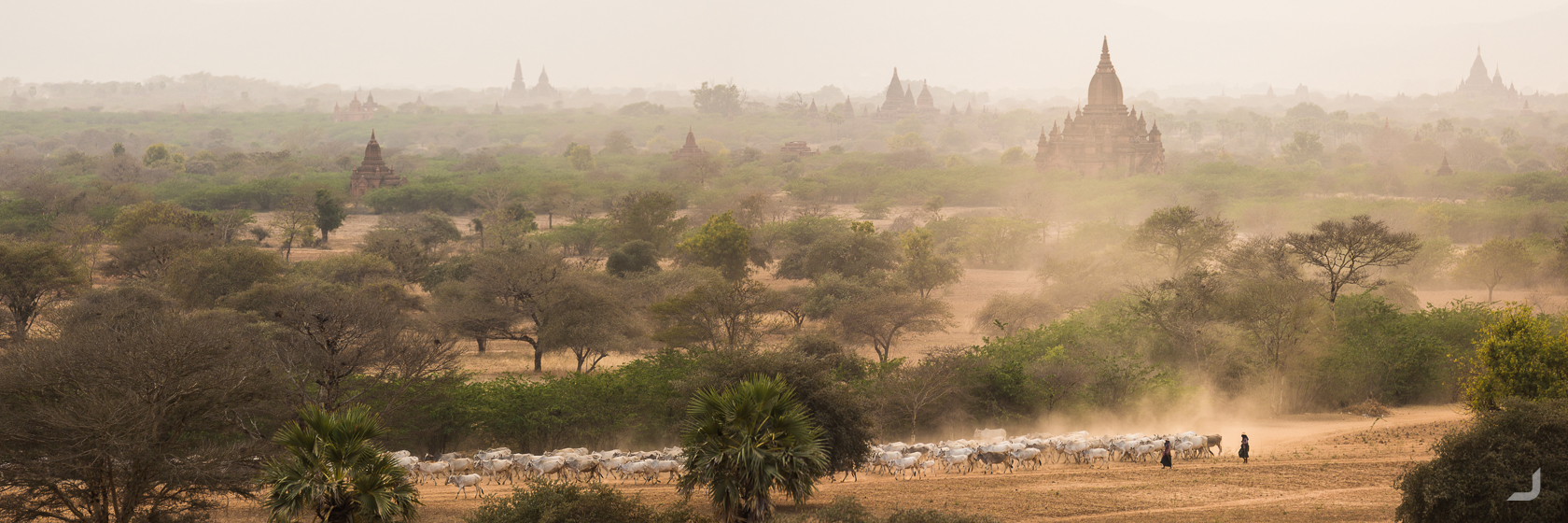 Bagan shepherds