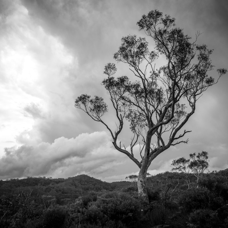 Eucalyptus Tree