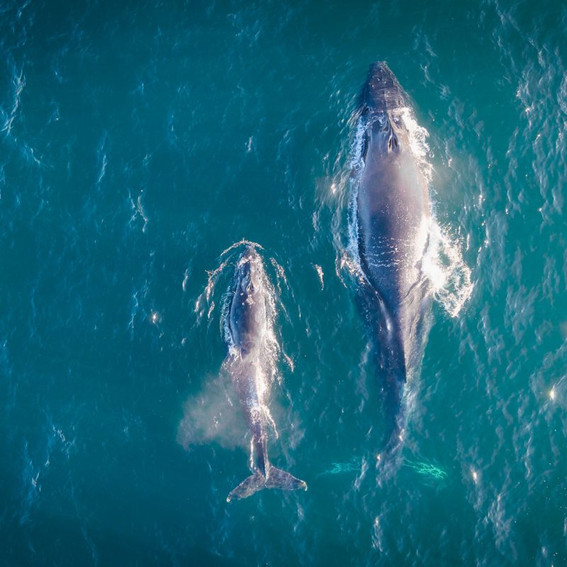 Coogee Whales