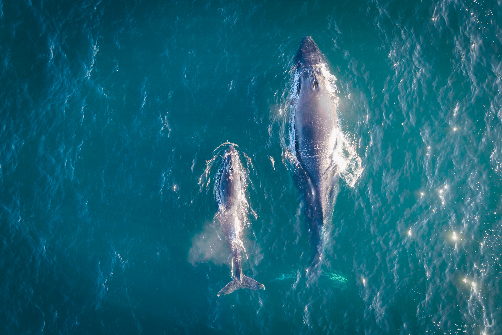 Coogee Whales