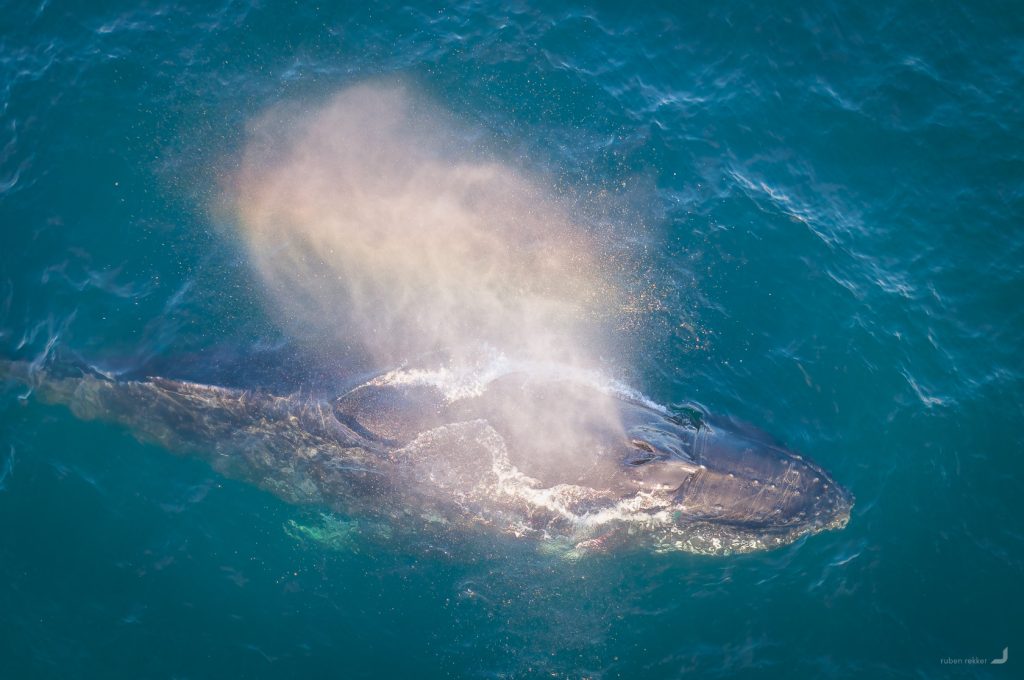 Coogee Whales