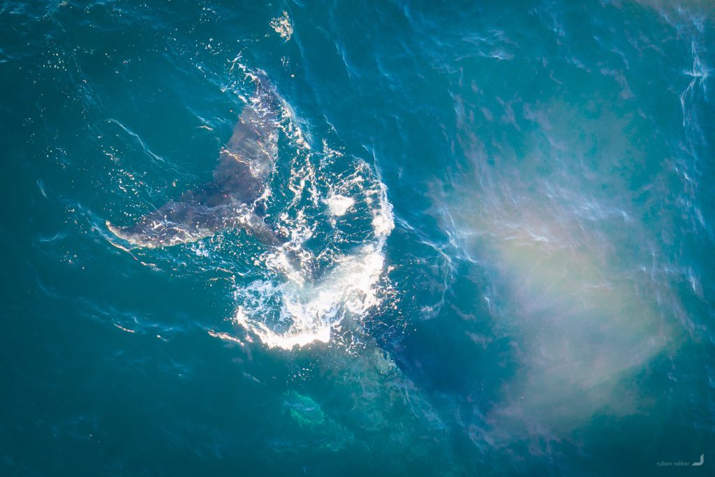 Coogee Whales