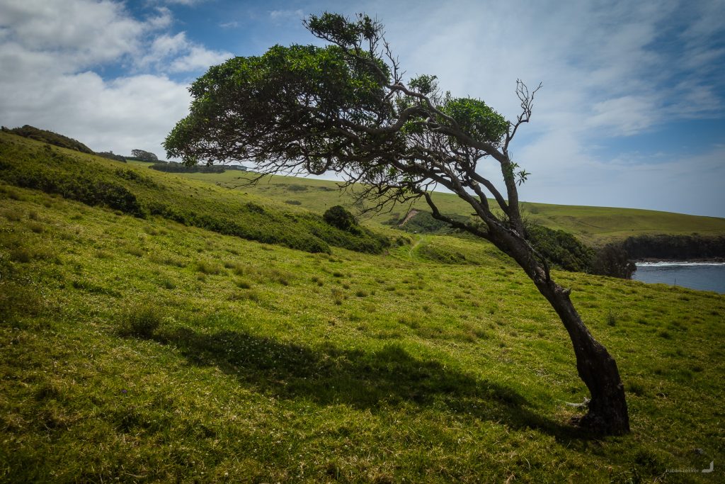 Gerringong Tree