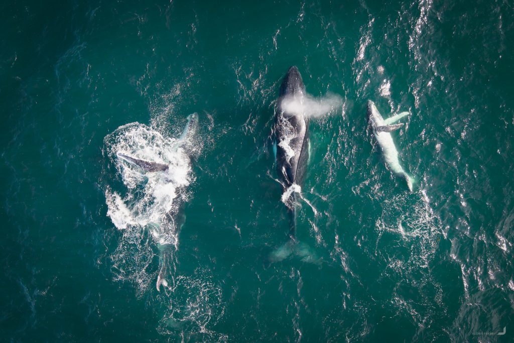 Humpback Whales