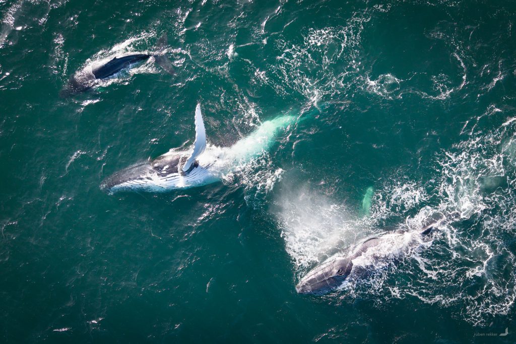 Humpback Whales