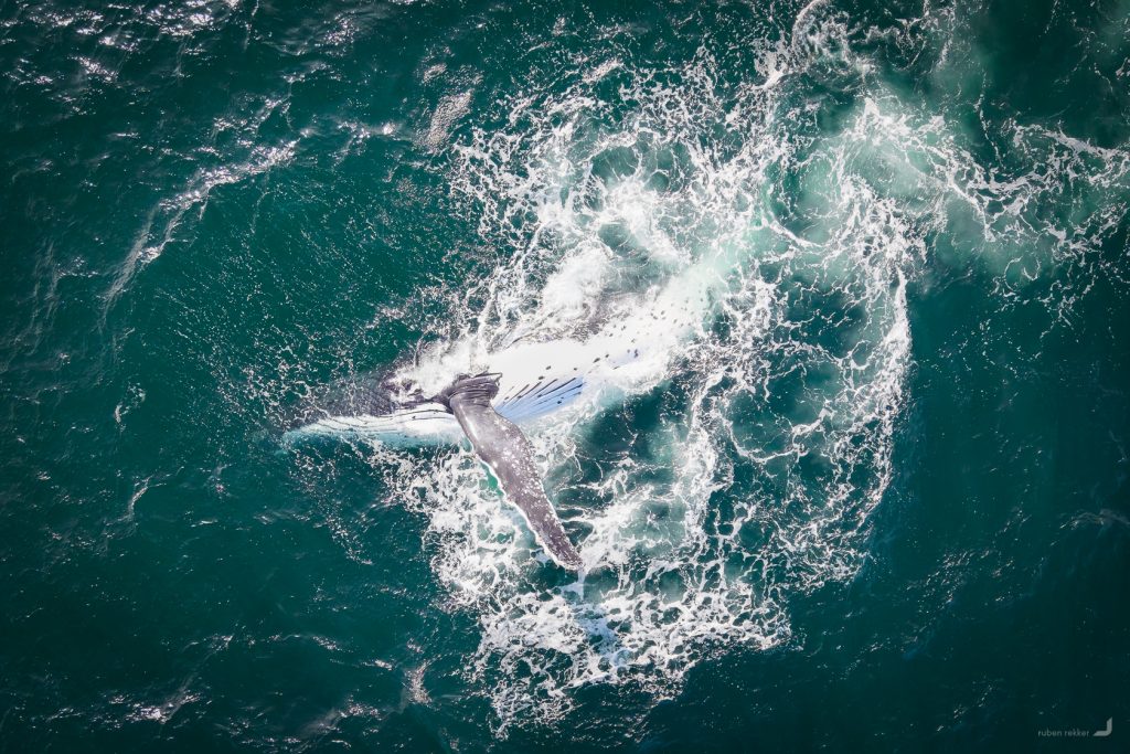 Humpback Whales