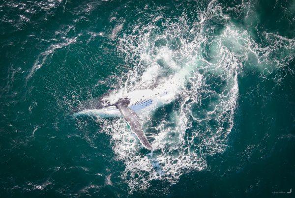 Humpback Whales