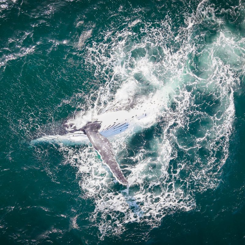Humpback Whales