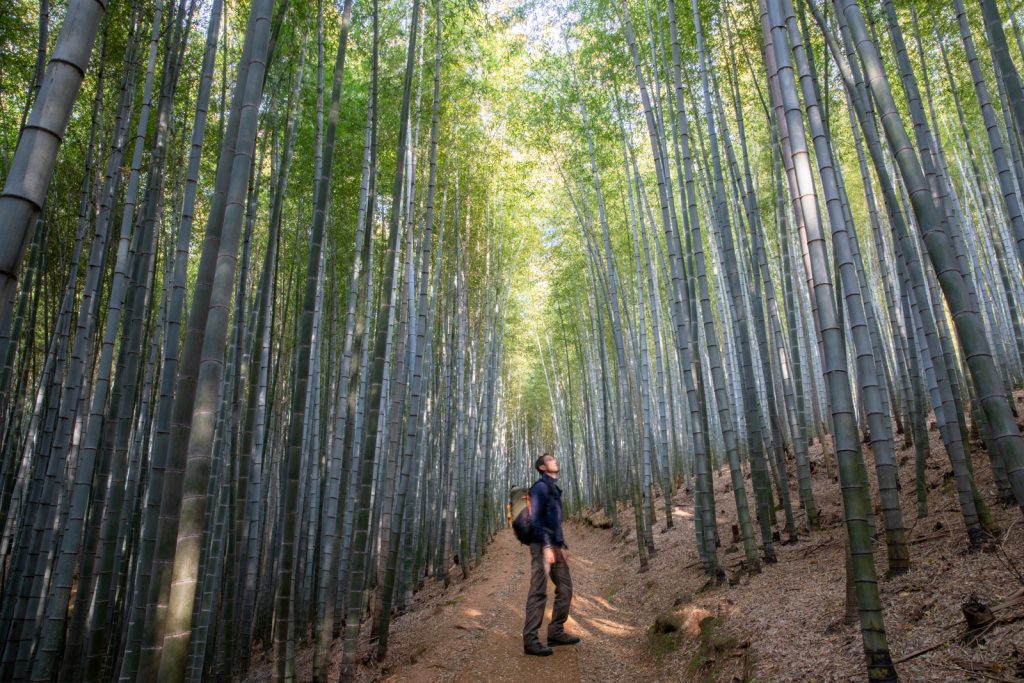 Ahopsan Forest
