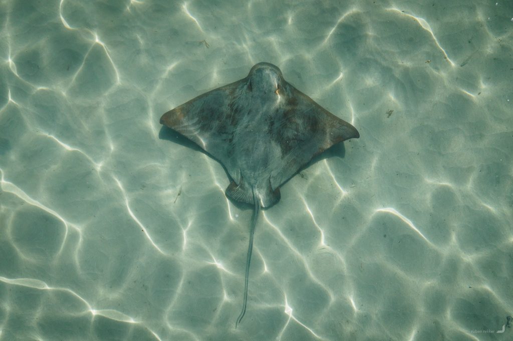 Stingray