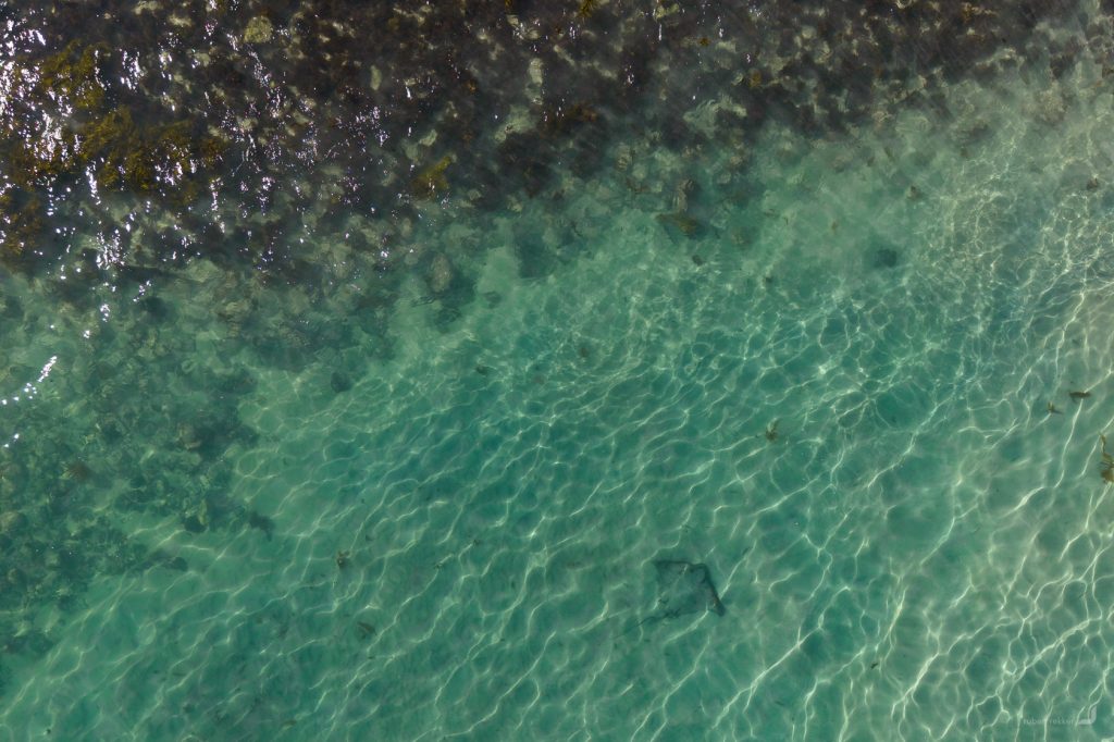 Stingray