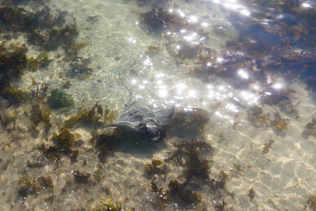 Stingray
