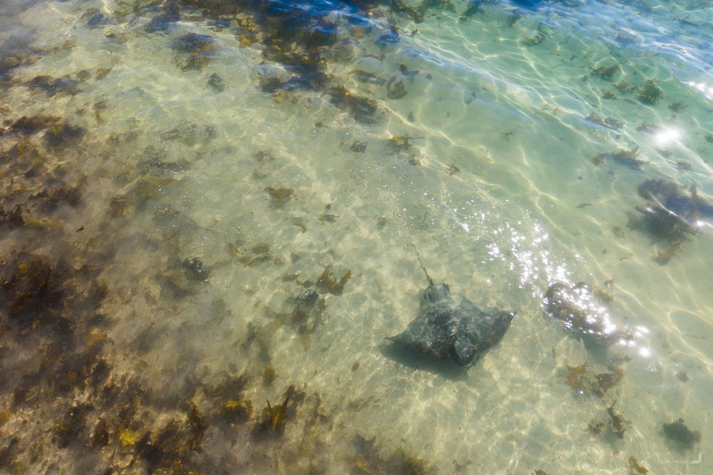 Stingray